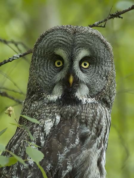 Lapinpöllö, Great Grey Owl, Strix nebulosa